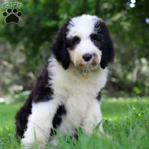 Wyatt, Sheepadoodle Puppy